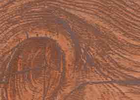 фотография текстуры древесины миндального дерева